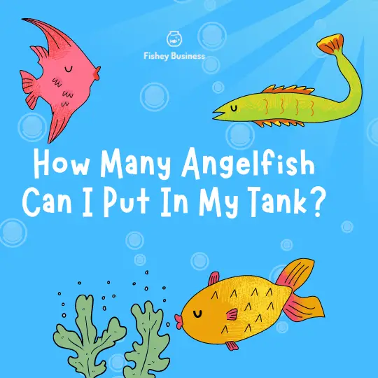 How-Many-Angelfish-Can-I-Put-In-My-Tank
