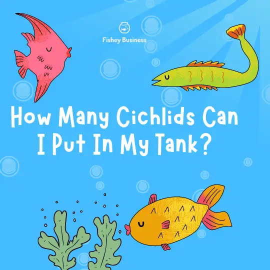 how many cichlids in a gallon tank can i put?