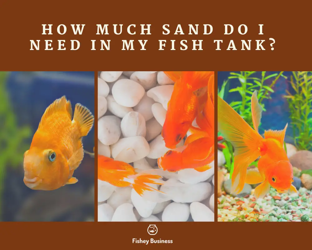 HOW-MUCH-SAND-DO-I-NEED-IN-MY-FISH-TANK