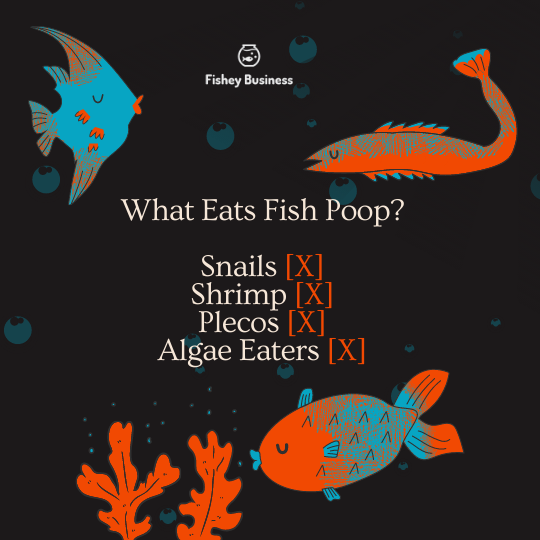 what eats fish poop?
