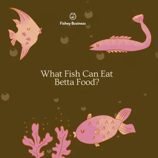 what fish can eat betta food?