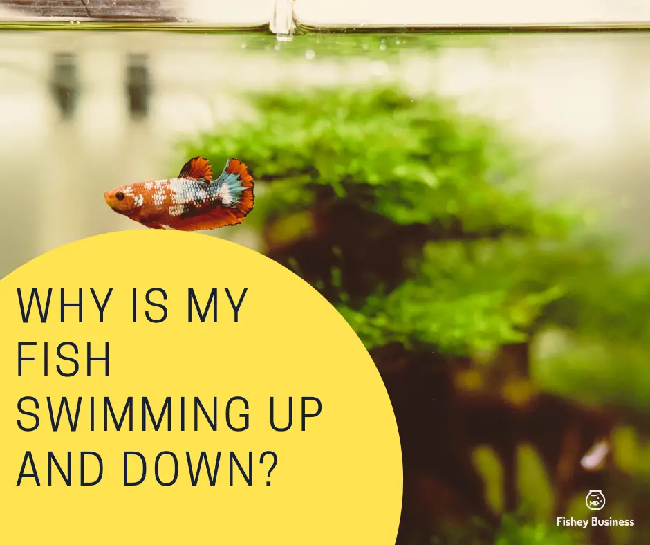 Why-is-my-fish-swimming-up-and-down