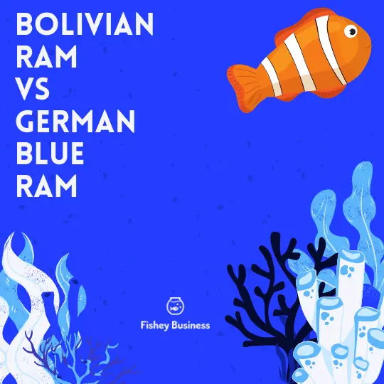 bolivian ram vs german blue ram