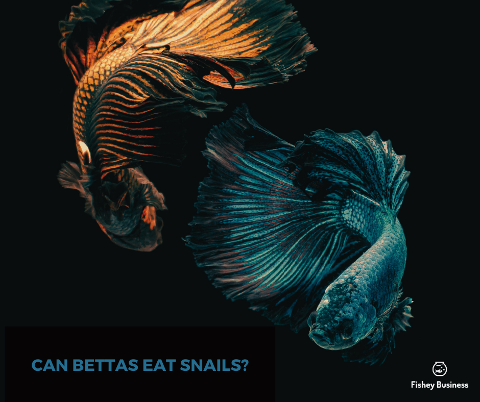 do bettas eat snails?
