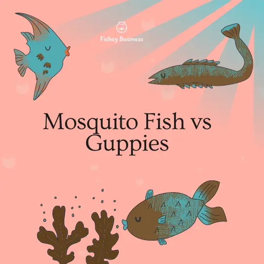mosquito fish vs guppy