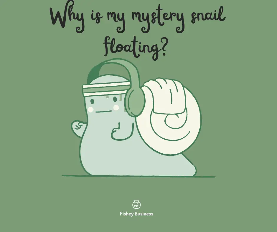 why-is-my-mystery-snail-floating