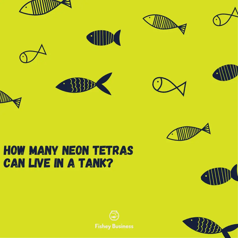 How-Many-Neon-Tetras-Can-Go-In-A-Tank