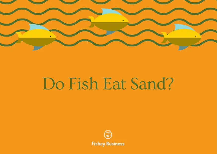do fish eat sand