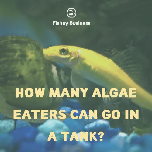 how-many-algae-eaters-gallon-tank