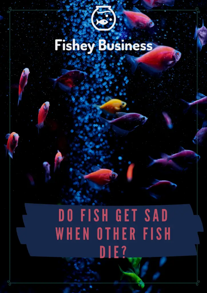 do fish get sad when other fish die?